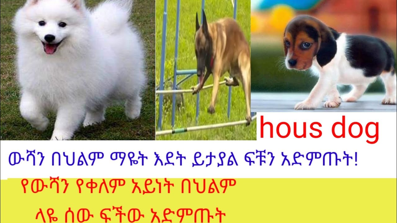 #ውሻን በህልም ማዬት ፍችው የውሻ ቀለም አይነት ና መጠን አድምጡት abdu&nebyat tube ሰብስክራይብ አበረታቱን
