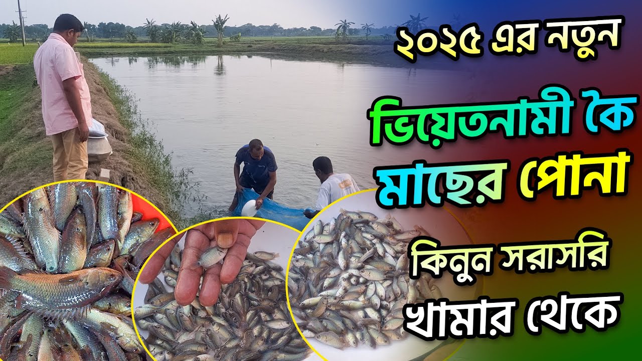খামার থেকে অরিজিনাল ভিয়েতনামি কই মাছের পোনা কিনুন || ভিয়েতনামি কই মাছ || Fishing video
