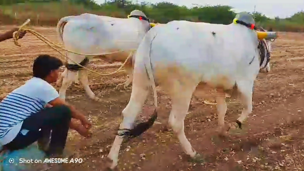 9133613774 నాలుగుపల్ల కోడె, ఆరుపల్ల కోడెలు అమ్ముతారు 
