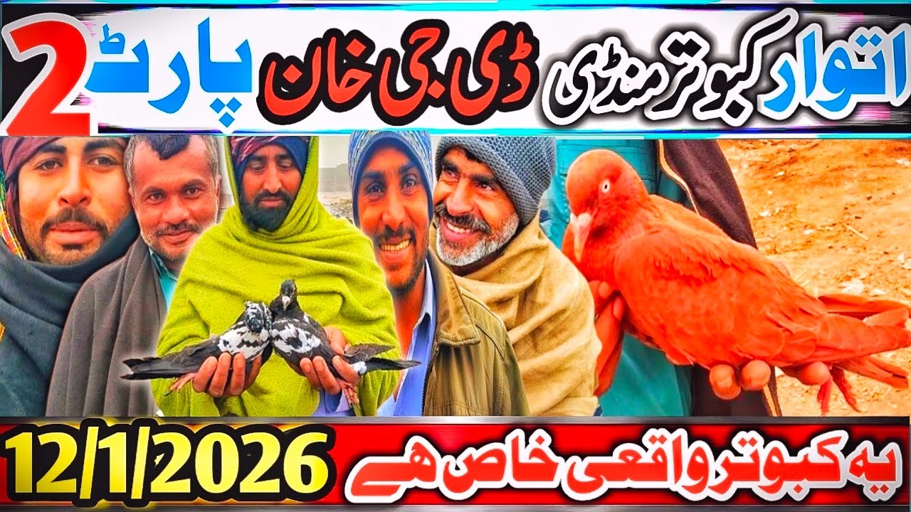 Kabootar Mandi | DGhKhan Latest Update | Sunday Kabutar Mandi 22 Vlog Part 2 | Naag Bhuray SpeciaL