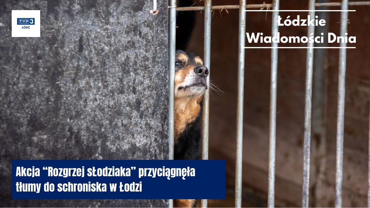 Akcja &ldquo;Rozgrzej sŁodziaka&rdquo; przyciągnęła tłumy do schroniska w Łodzi