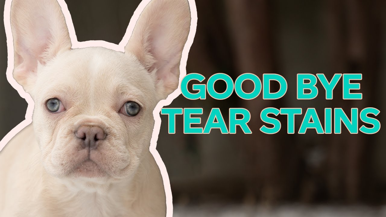 Tear Stains Ruining Your Frenchie? Try This