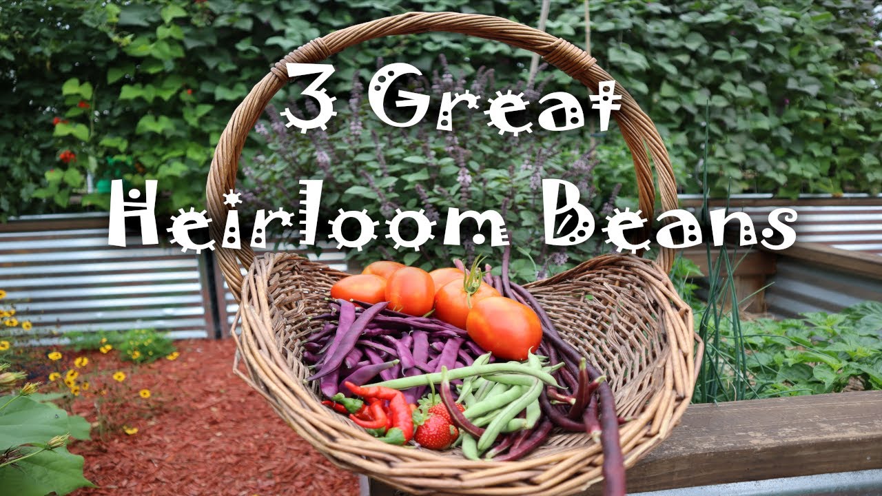 3 HEIRLOOM Beans 🌱 you SHOULD be growing next year for HUGE harvests!