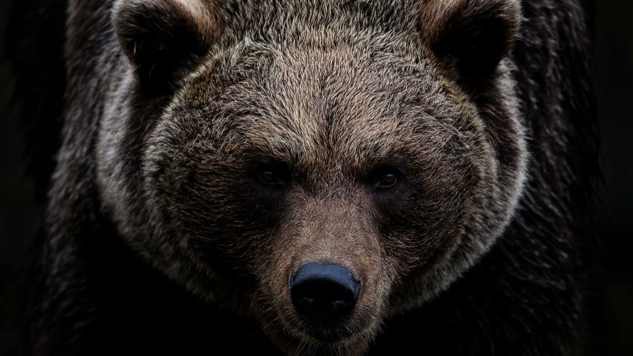 Wilde B&auml;ren: Beeindruckende Soundeffekte aus der Wildnis