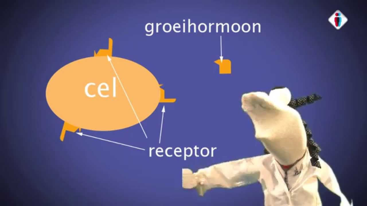 groeihormonen