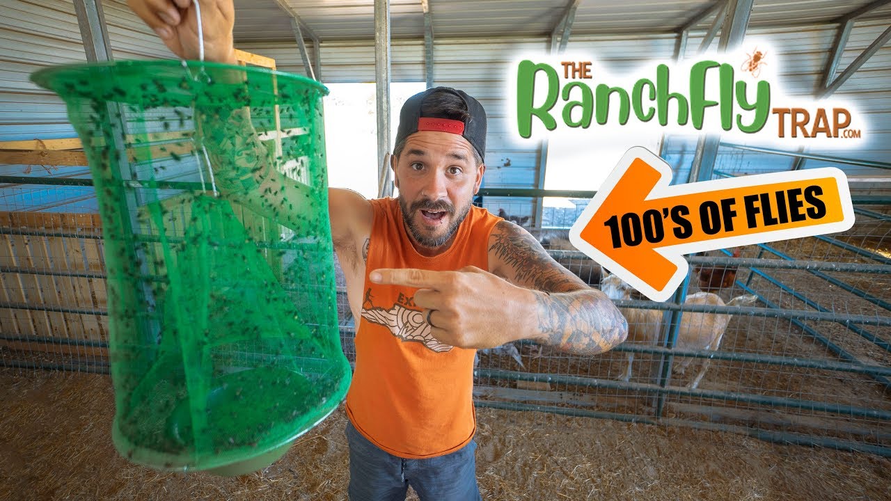 Teaching JUSTIN RHODES How To Catch Flies!! 100's of Flies!!