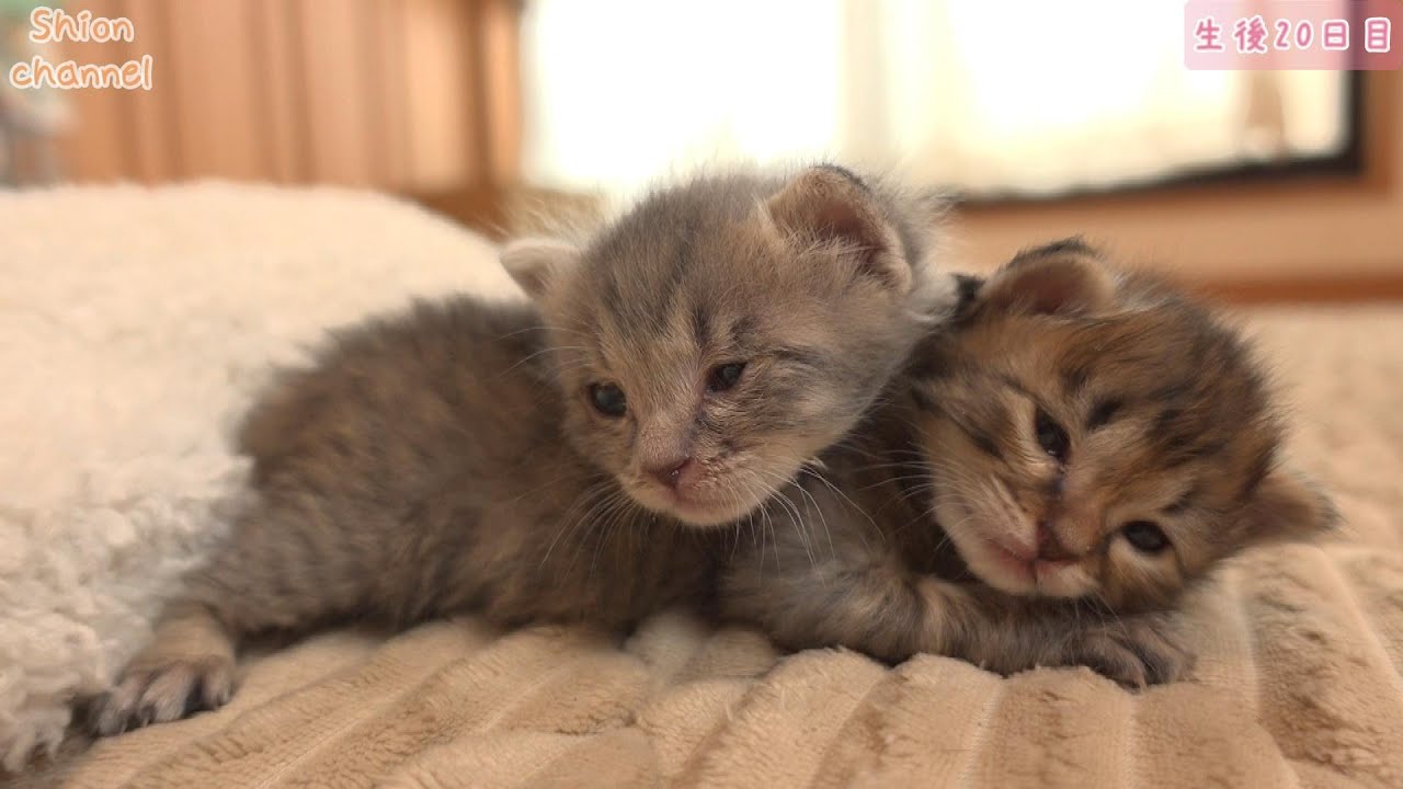 【生後20日】迷子になった後、兄弟を見つけて安心して寝てしまう子猫