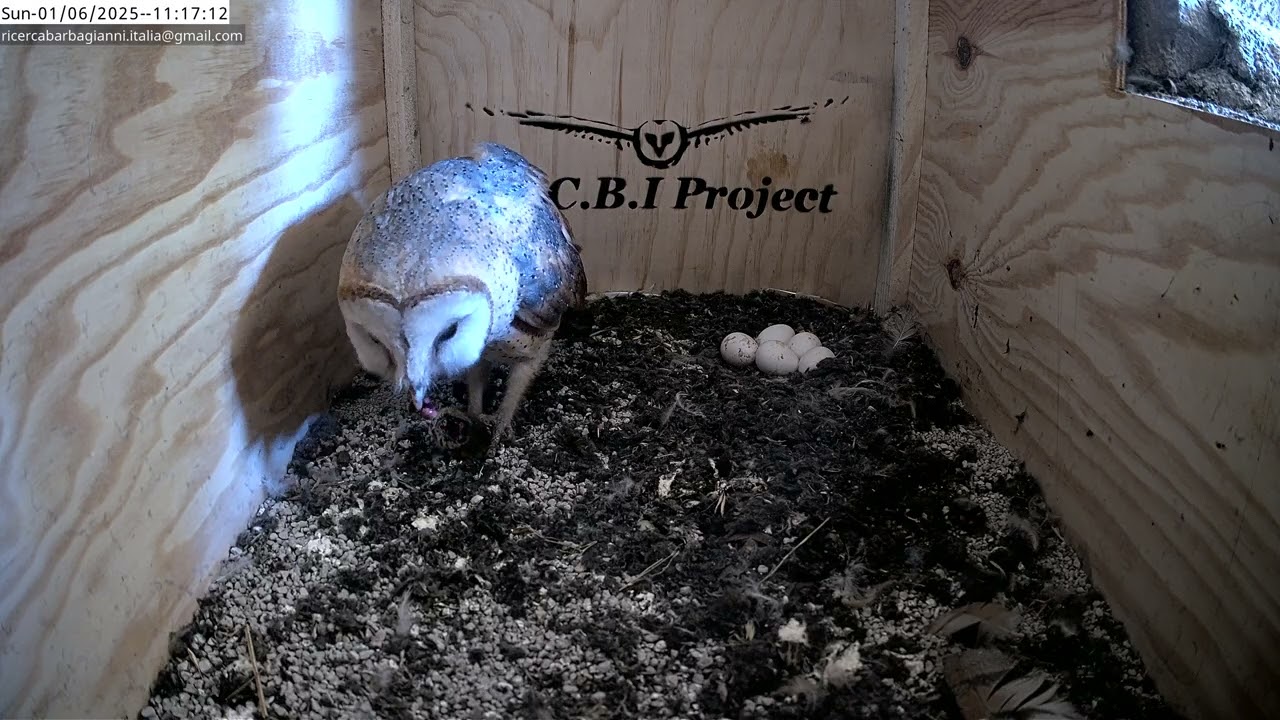 Daytime snack for Nina and 5th egg 4k|MCBI Project |UNIN - Univeristy of Nature 4K