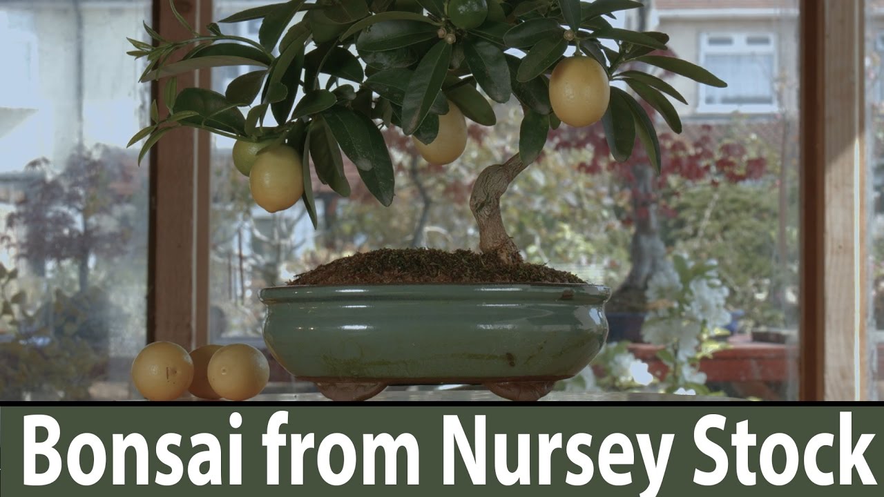 How to make bonsai Kuamquat from £10 Nursery Stock are excellent bonsai trees for beginners #162