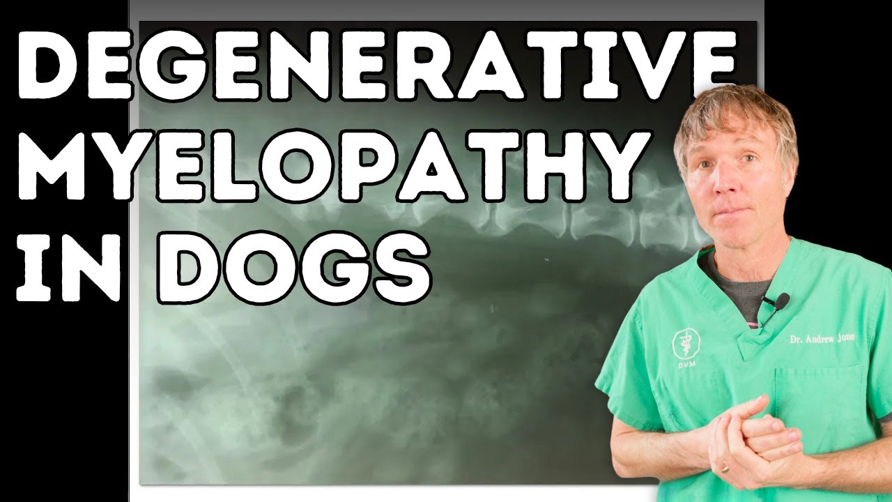 Degenerative Myelopathy in Dogs