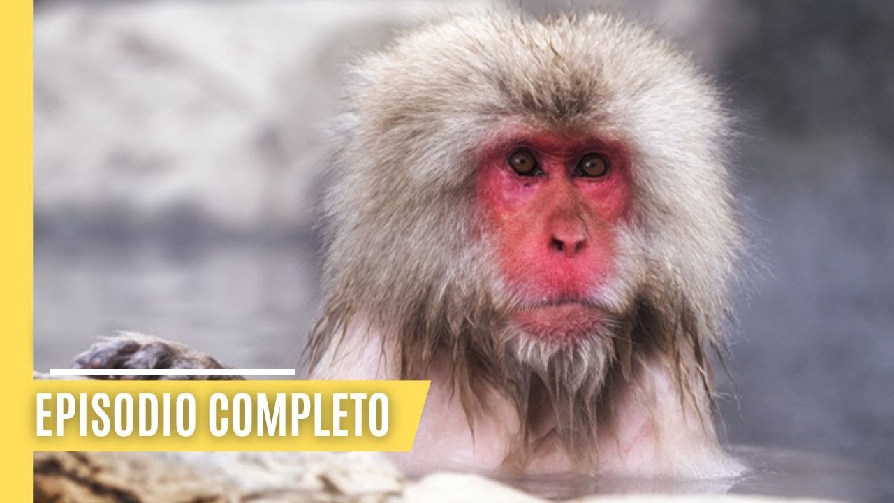 La isla de los extremos: La fauna y flora &uacute;nicas de Jap&oacute;n | Episodio Completo
