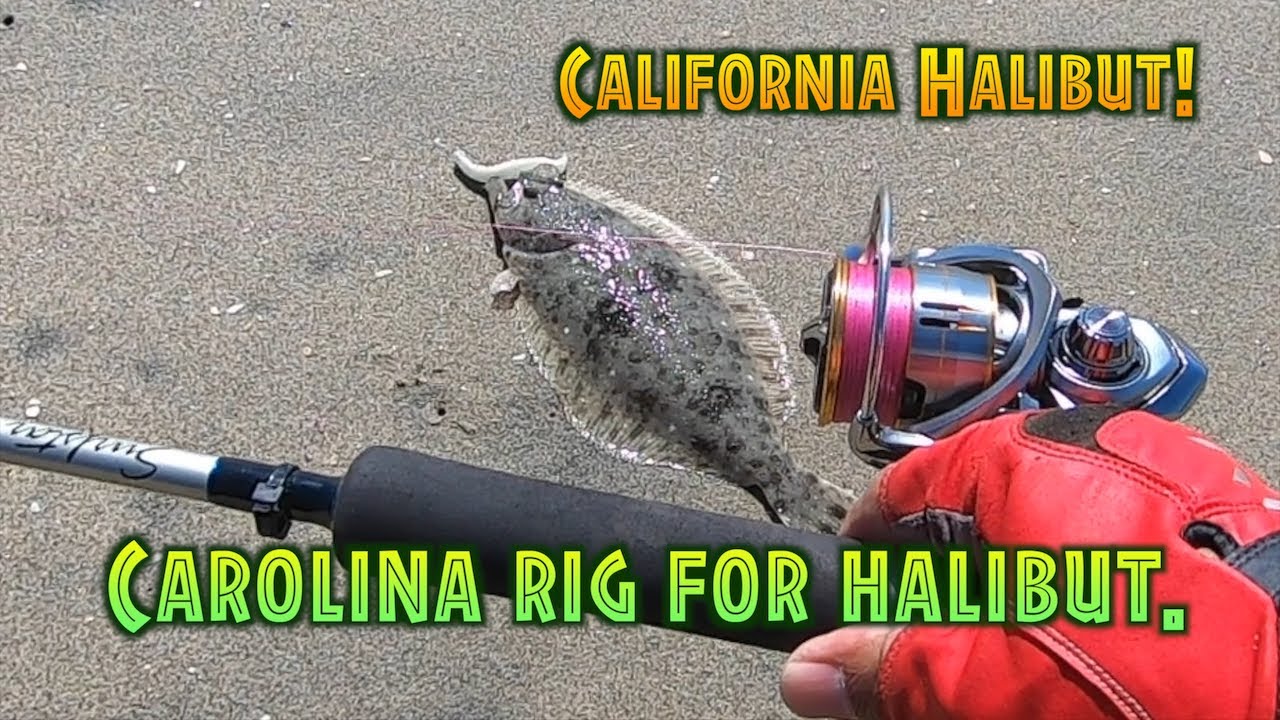 Carolina rig for California Halibut. Surf fishing in Southern California.