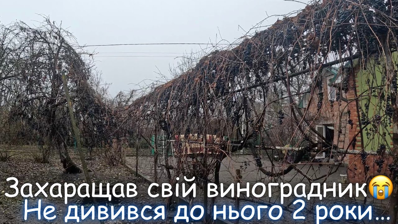 Не дивився до виноградника 2 роки... Тут капєц повний!