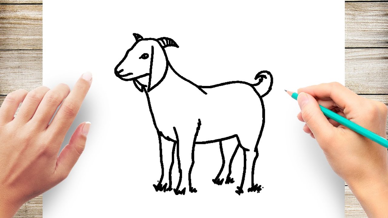 How To Draw Goat Easy