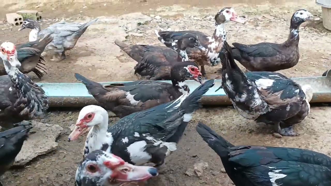 Raising ducks has high market demand