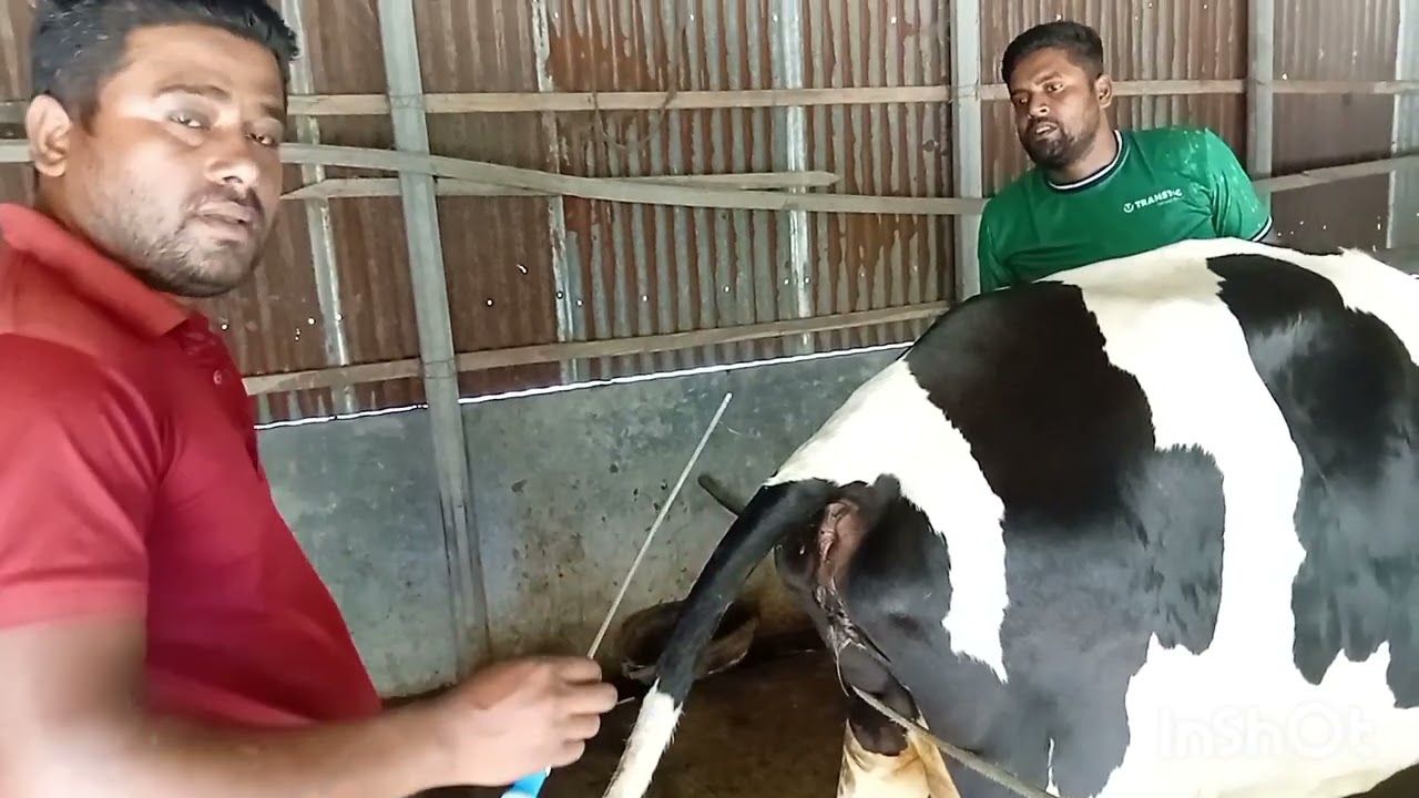 ব্র‍্যাকের সিমেন 183 নাম্বারের বুলের সিমেন দিলাম ক্রস গরুকে