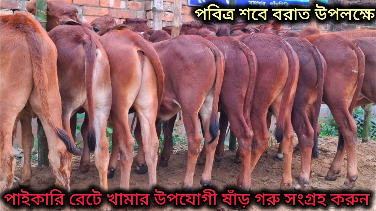 সব চেয়ে কম দামে পাইকারি রেটে খামার উপযোগী শাহিওয়াল জাতের ষাঁড় গরুর দাম জানুন। রিয়াদ এগ্রো ফার্ম 