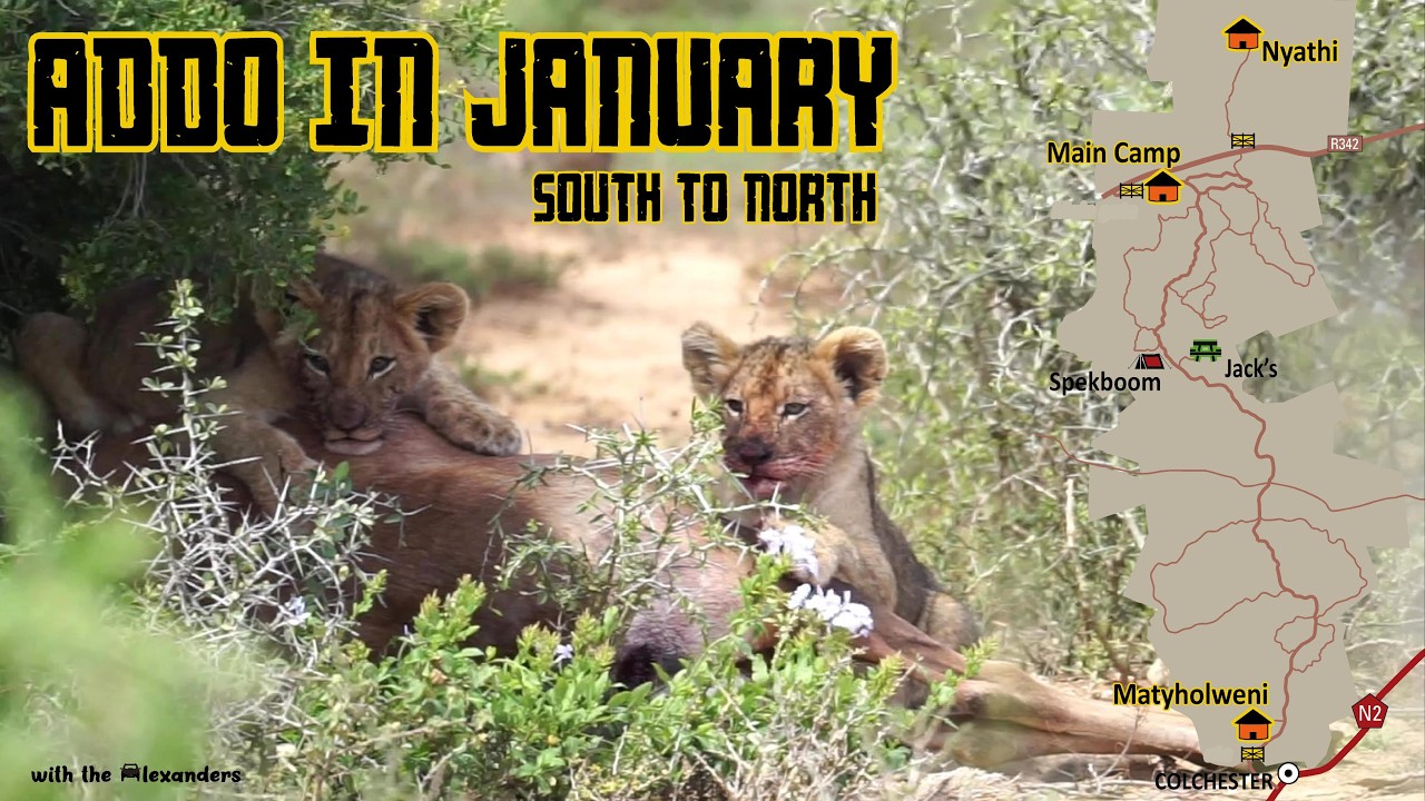 Addo Elephant National Park - January 2026