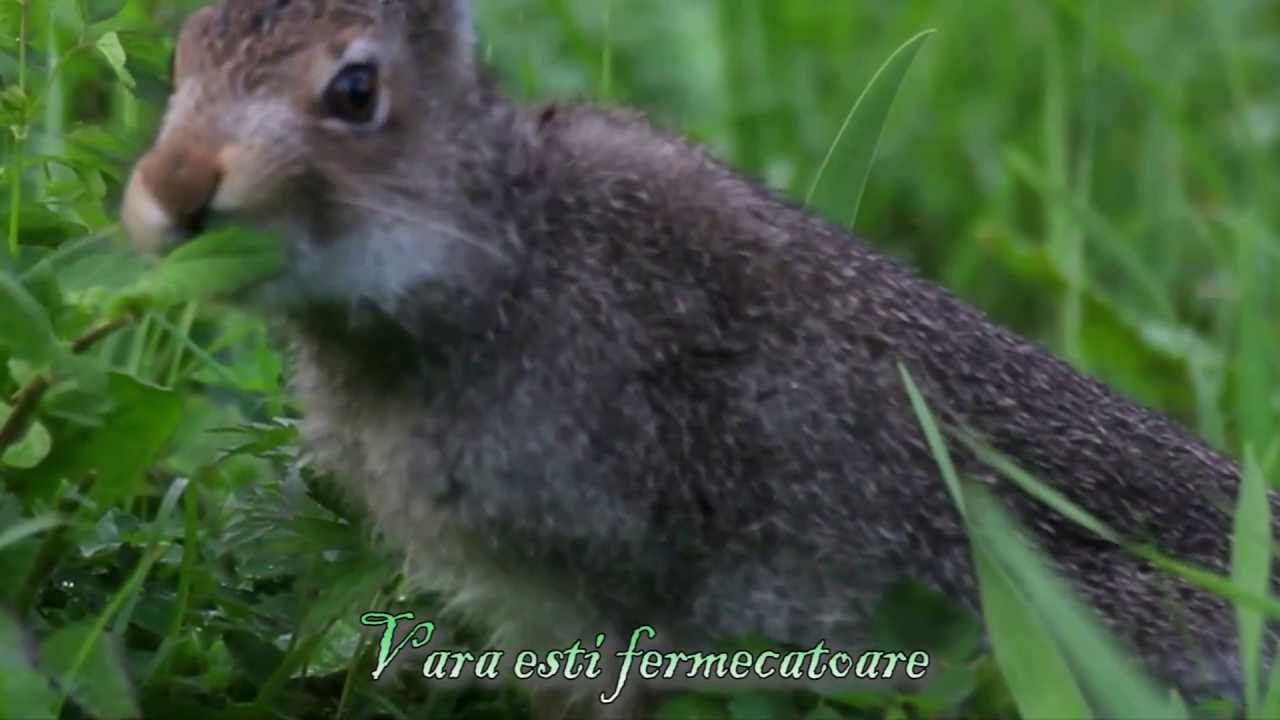 OSIGAN - Cele 4 anotimpuri