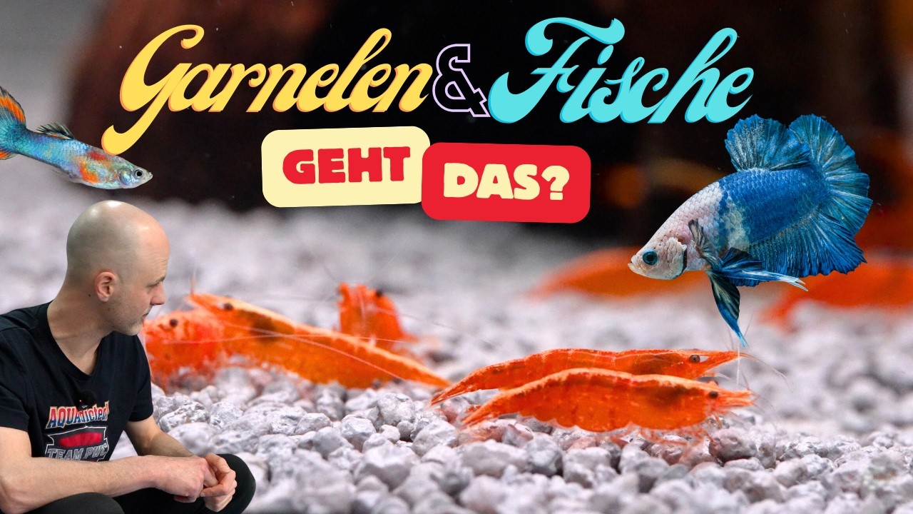Garnelen & Fische zusammen halten 🦐🐟 Das musst du wissen!