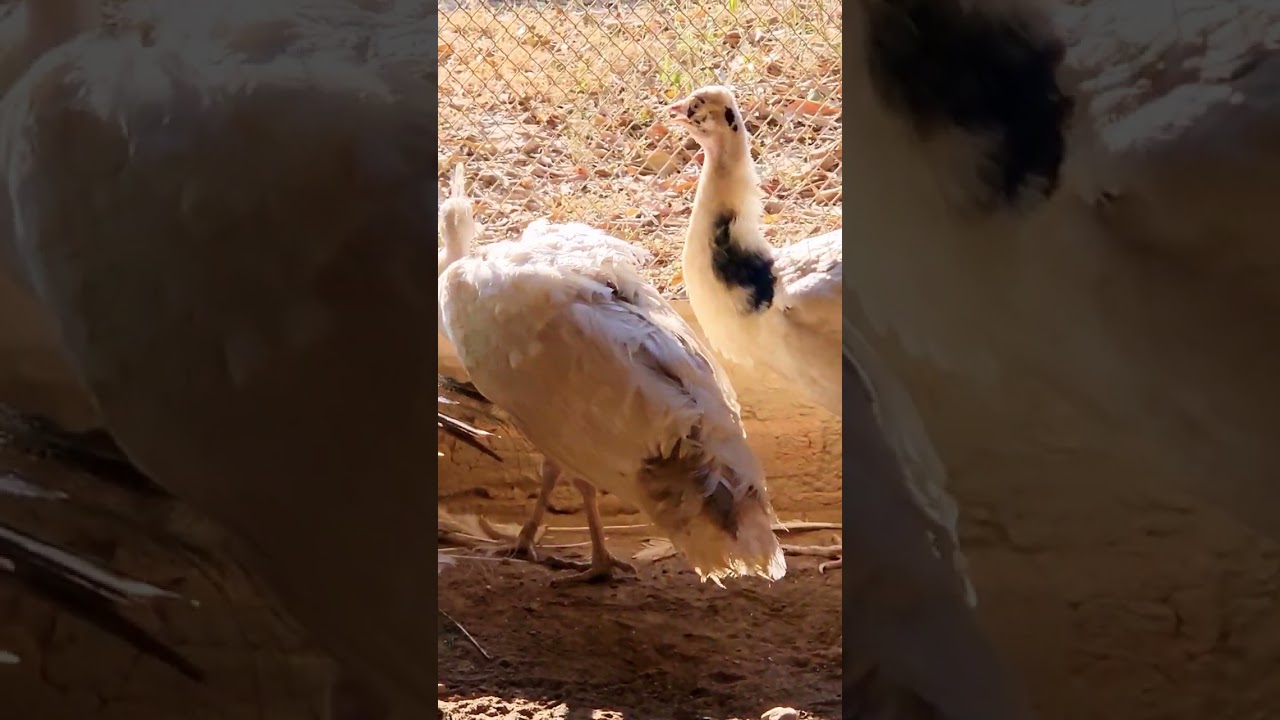 Silver Pied Peafowl 
