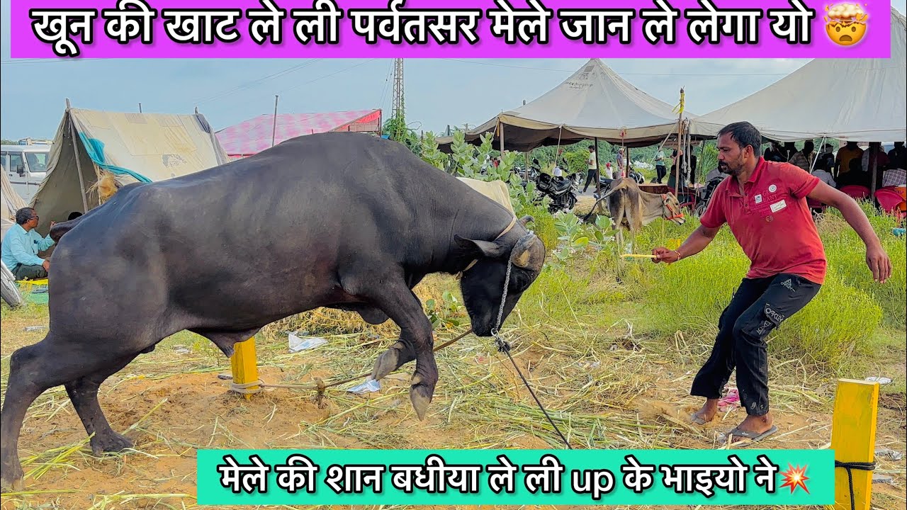 राजिस्थान मेले से ले लिया खूनी झोटा और up के भाइयो ने ले लिये असली डीडवानी ख़ंजर💥बधिये और झोटे !