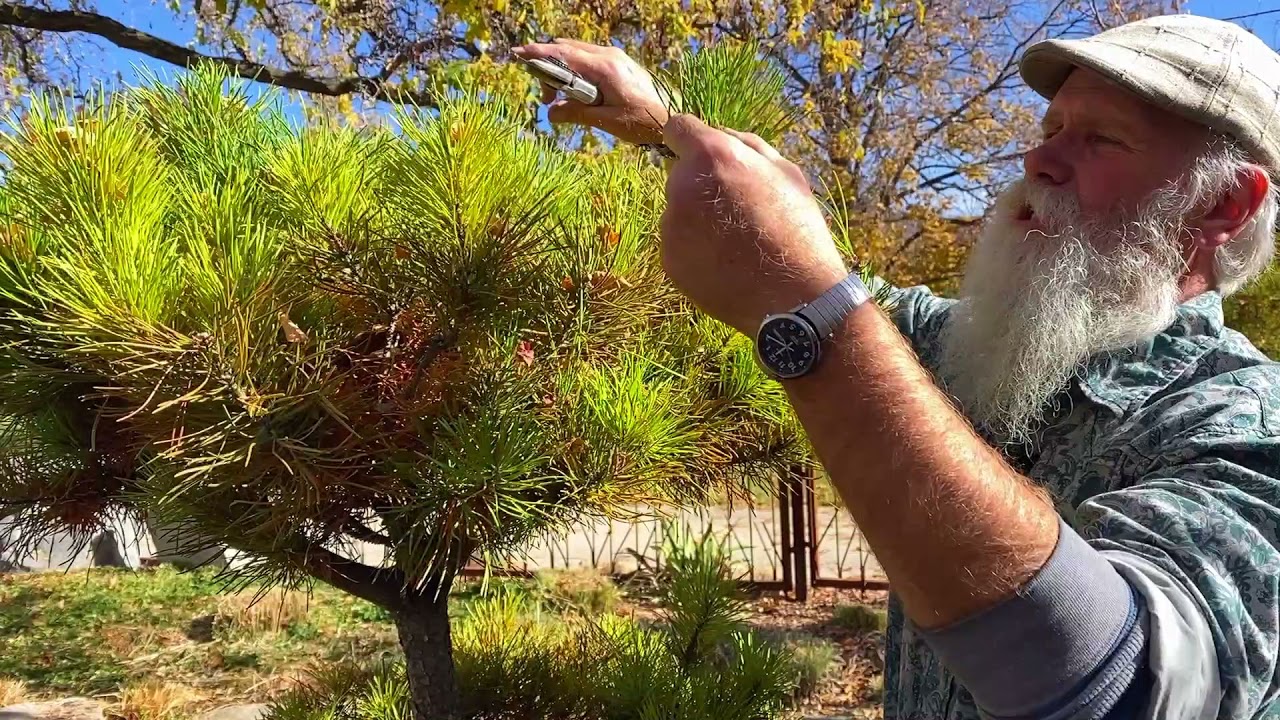 TOPIARY STYLES OF PRUNING