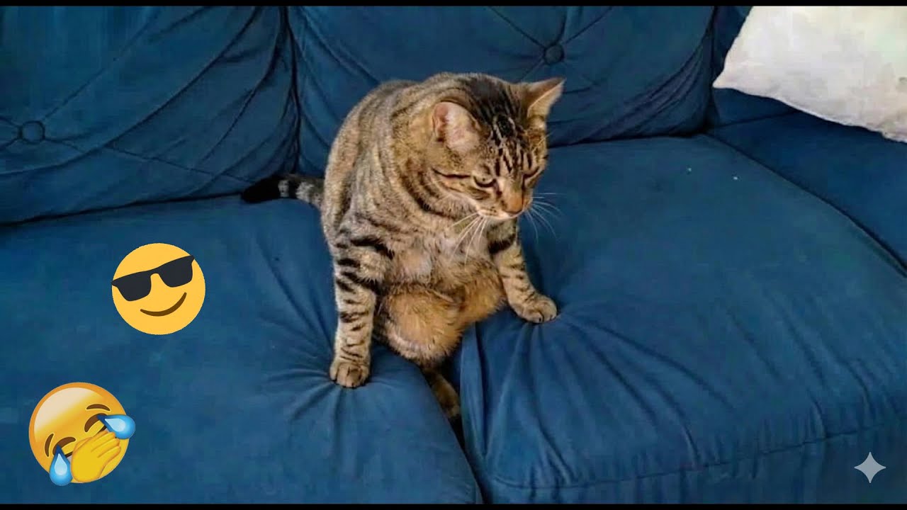 You Laugh You Lose 🤪 Funniest Cats and Dogs 2026 🐱💞 Part 15