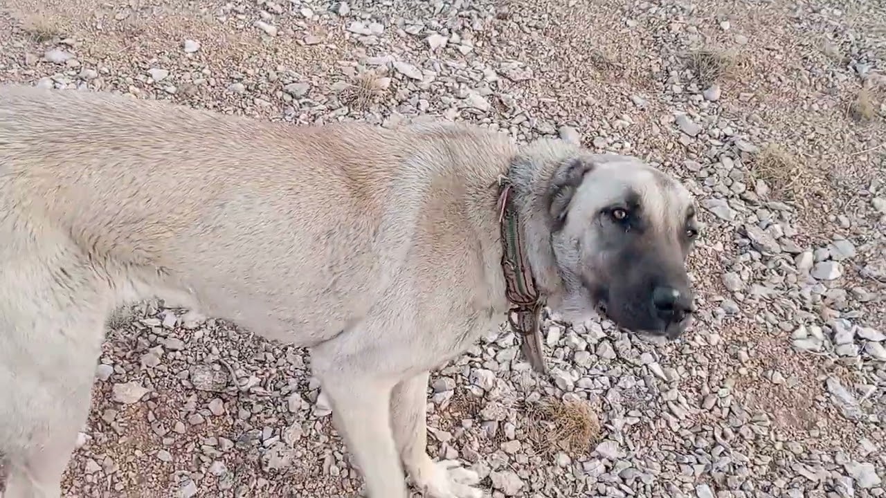 Kış gelmedi dağda kalmaya devam. 