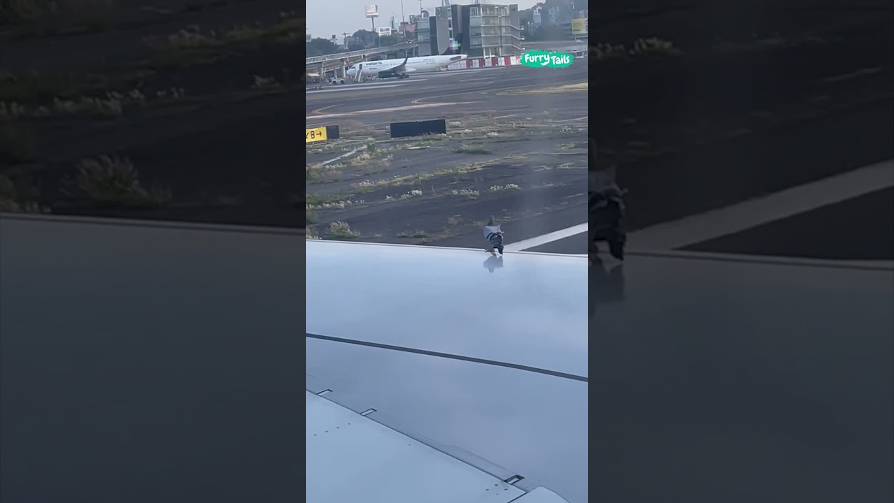 😭 That pigeon really wantd a free ride #shorts