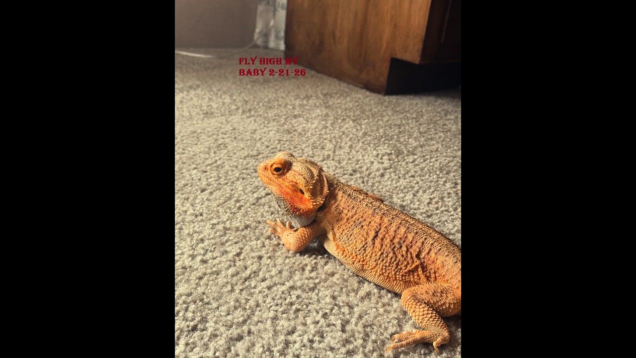 A tribute to my Bearded Dragon