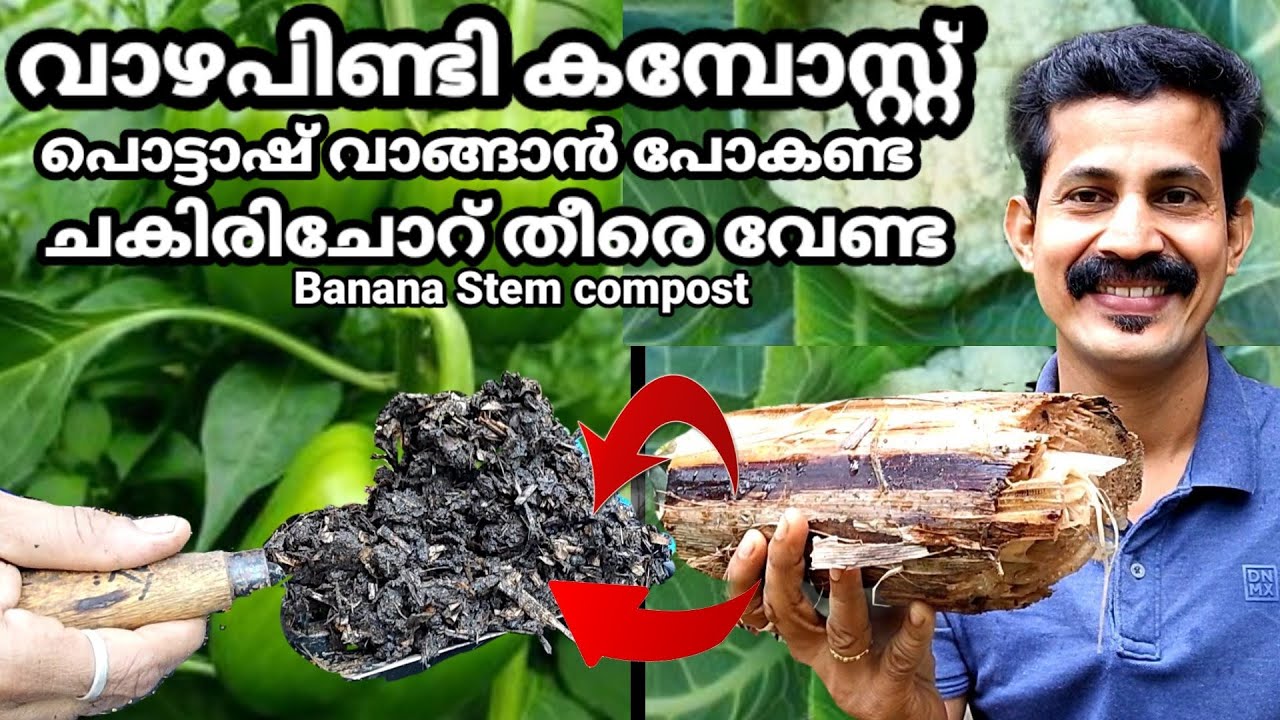 Banana stem Compost/വാഴപിണ്ടി കമ്പോസ്റ്റ് പൊട്ടാഷ് കടയിൽനിന്ന് വാങ്ങണ്ട ചകിരിചോറുവേണ്ട BtechMIXMEDIA