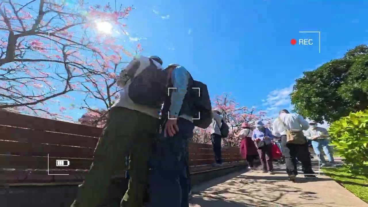 【樂活公園櫻花 AI剪輯】2026/02/06
