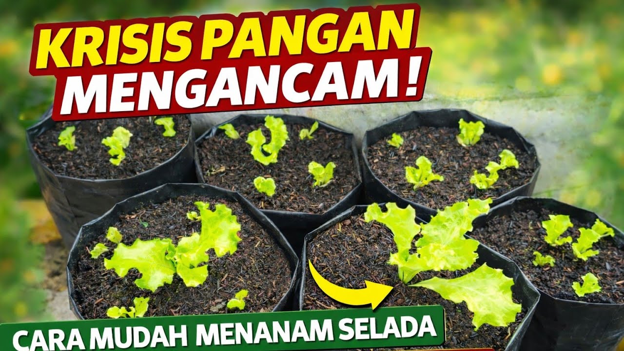 Cerdas Melawan Krisis Pangan: cara mudah menanam selada. Mulai Sekarang Sebelum Terlambat!