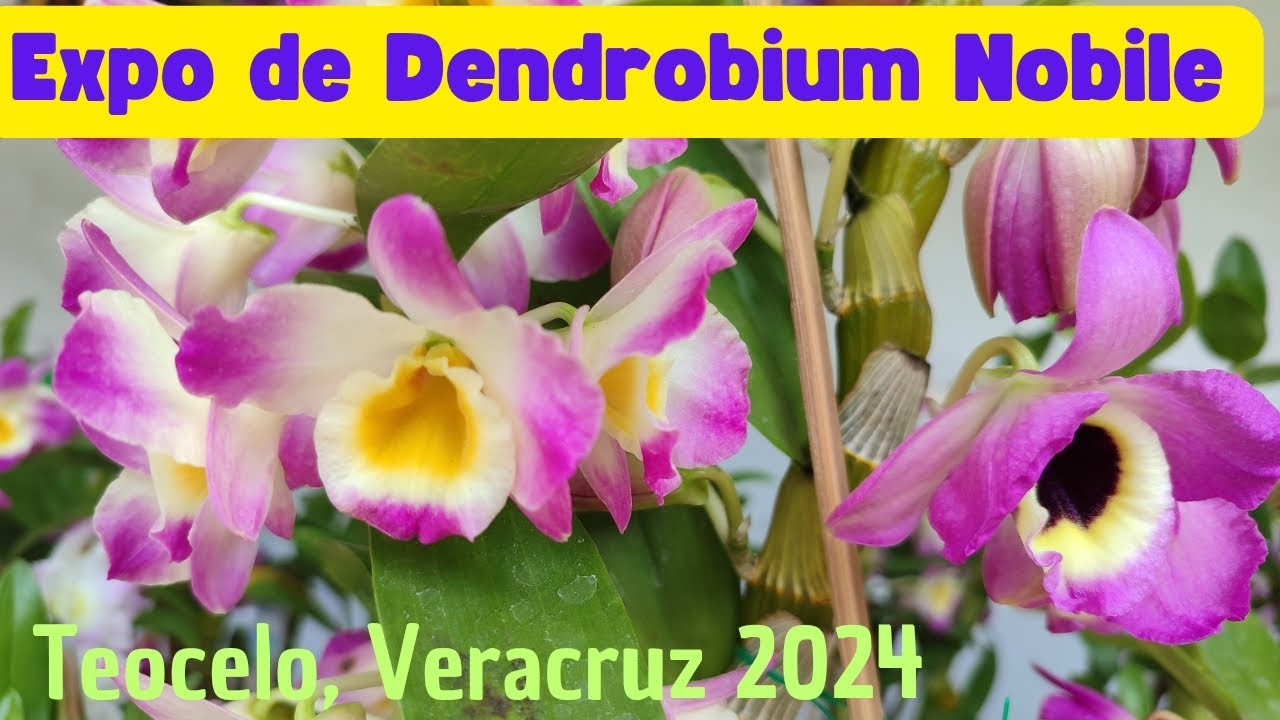 Impresionante Expo del dendrobium Nobile en Teocelo, Veracruz 2024