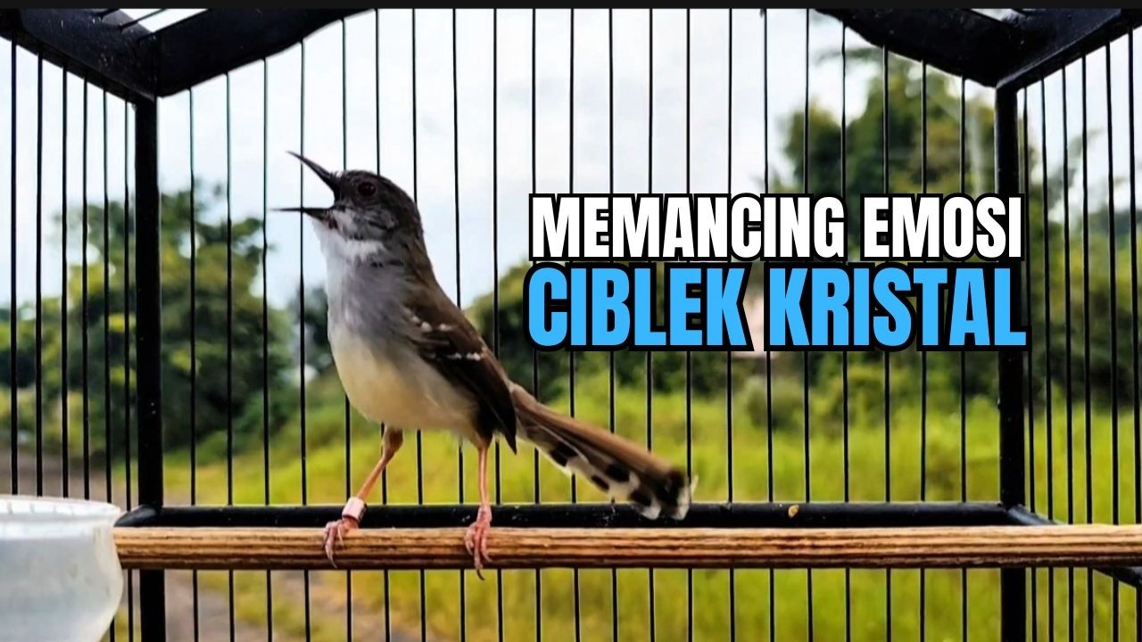 suara burung CIBLEK GACOR NGEBREN Pancingan Ciblek Semi bahan jadikan ciblek kristal gacor Tarung