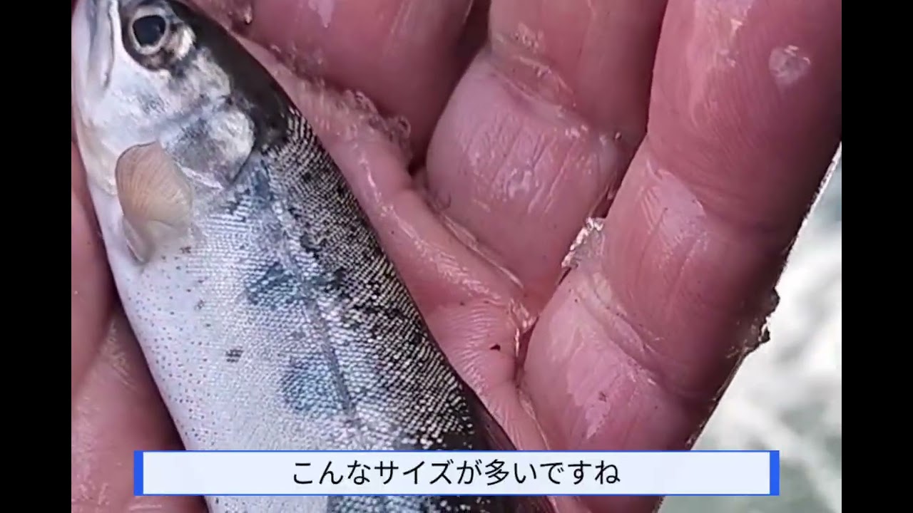 春だヤマメとニジマス小物釣り