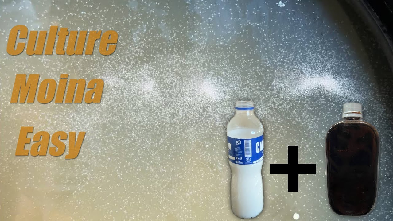 Easy Moina Culture Method | Save Money on Fish Food!