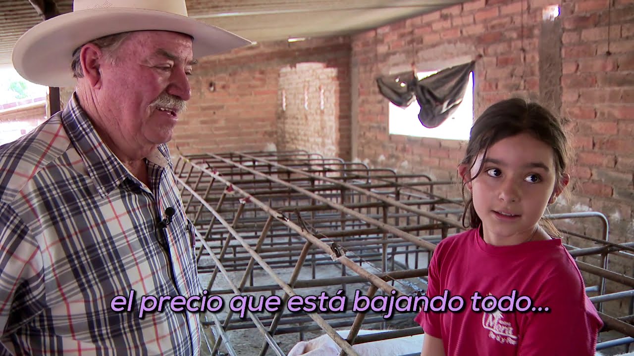 Granjas de puercos al borde cerrar por caída en precio y consumo del cerdo. #covid19