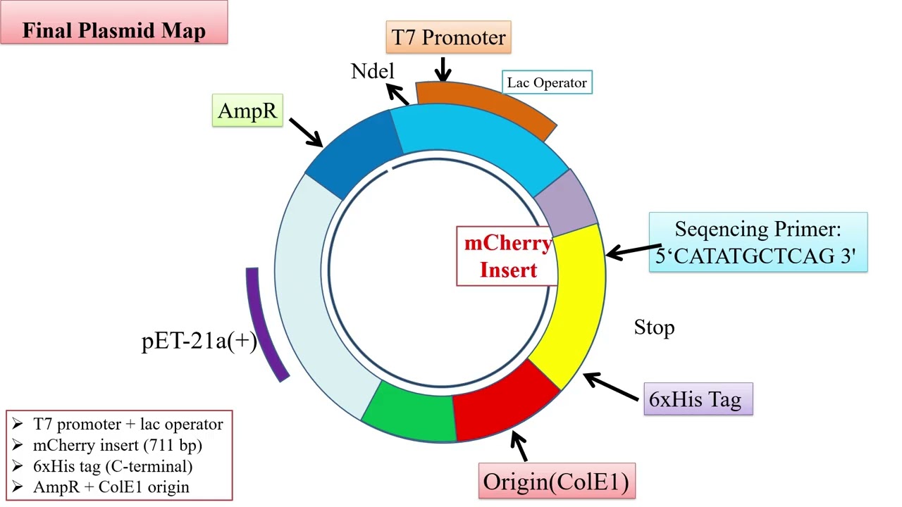 Design and validation of mCherry expression in BL21(DE3) E.coli
