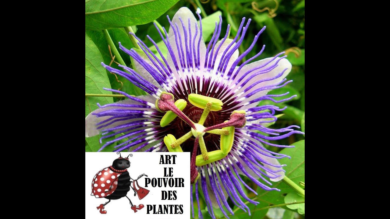 Tuto jardin:Taille et entretien Passiflora  caerulea (Passiflore bleue) Plante vivace