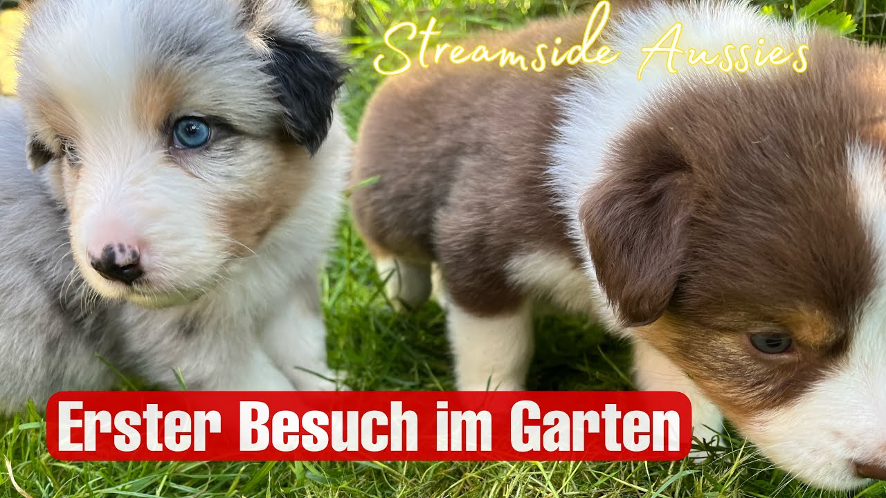 Welpen zum ersten Mal im Garten | Australian Shepherd | Welpentagebuch | Streamside Aussies