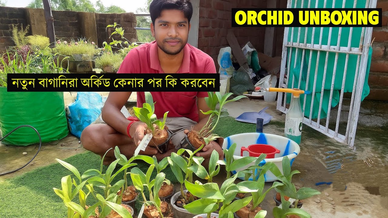 যারা নতুন অর্কিড সুরু করেছেন, কেনার পর কিভাবে পরিচর্যা করতে হয় ও লাগাবেন কিভাবে A to Z রইল ভিডিওতে ।