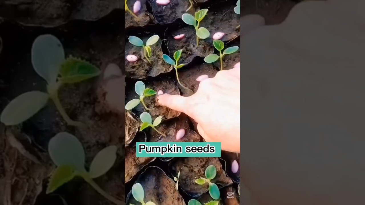 Правильные шаги по прививке арбуза #советыпофермерству #сельскоехозяйствожизнь