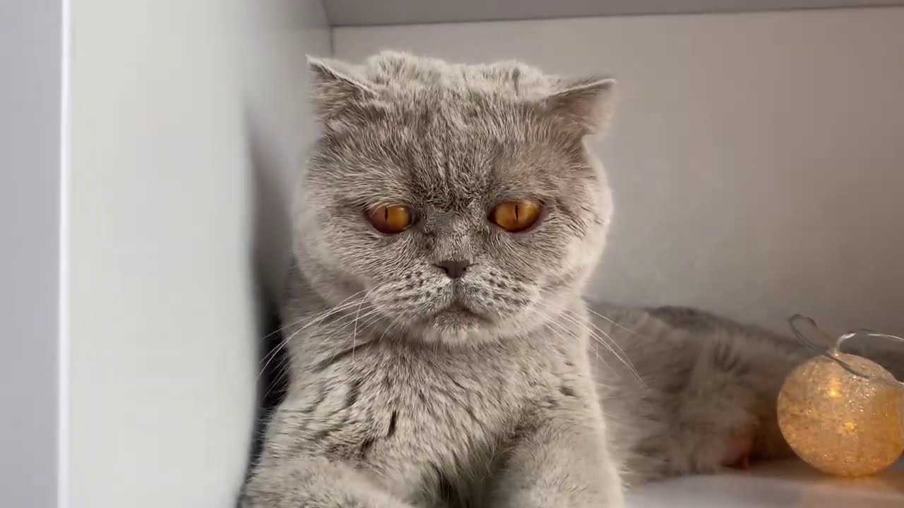 O zi din viața pisicilor😧Cat de mari au crescuuut🥺