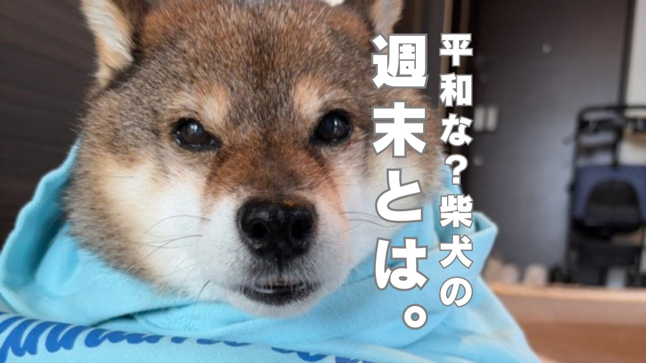 息もつかぬ？週末の柴犬