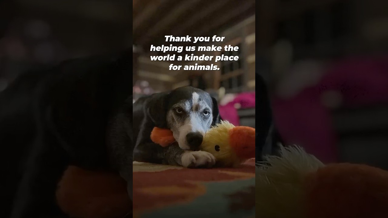 Throughout 2025, We Stepped in When Animals Were Neglected and Afraid