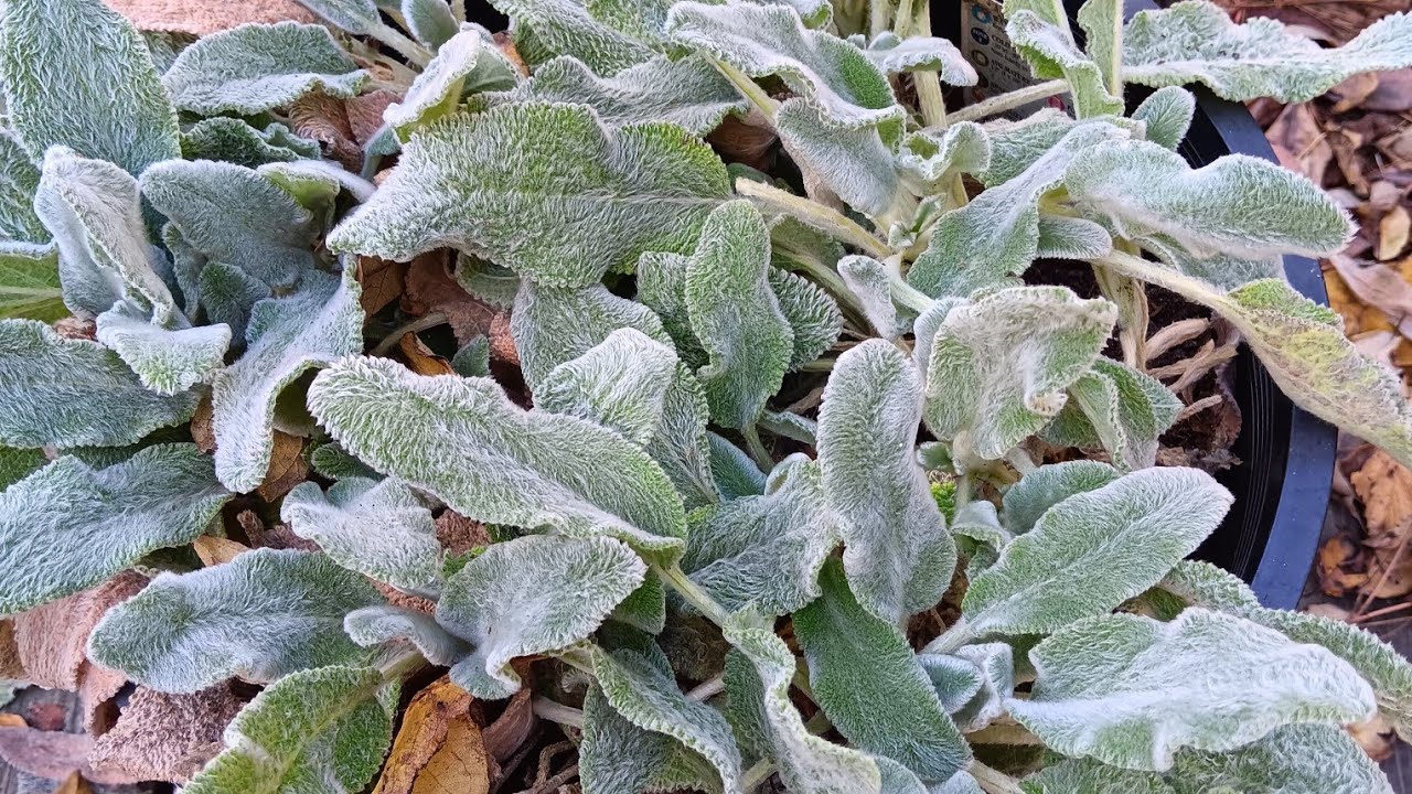 TIPS FOR LAMBS EAR