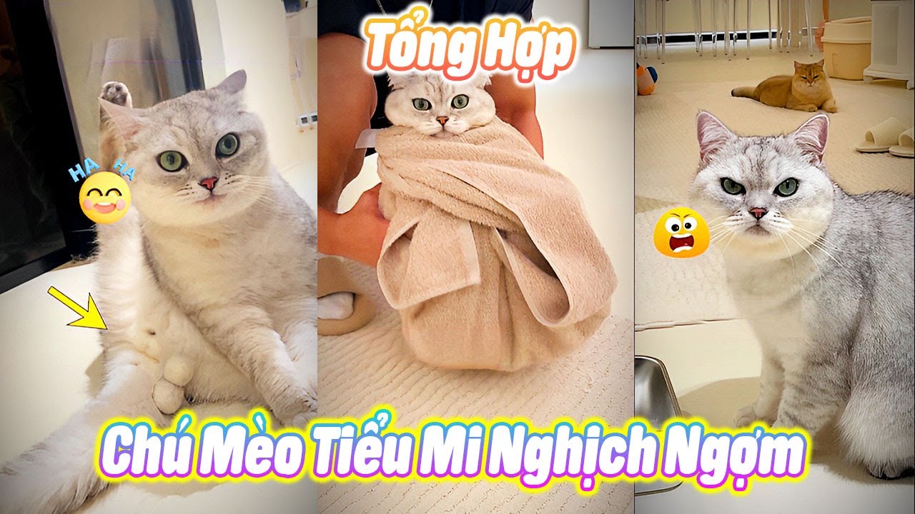 Tổng Hợp Phản Ứng Của Tiểu Mi Khi Mất Trứng P4 #thúcưng #vậtnuôi #chómèohàihước #pets #cat #cute