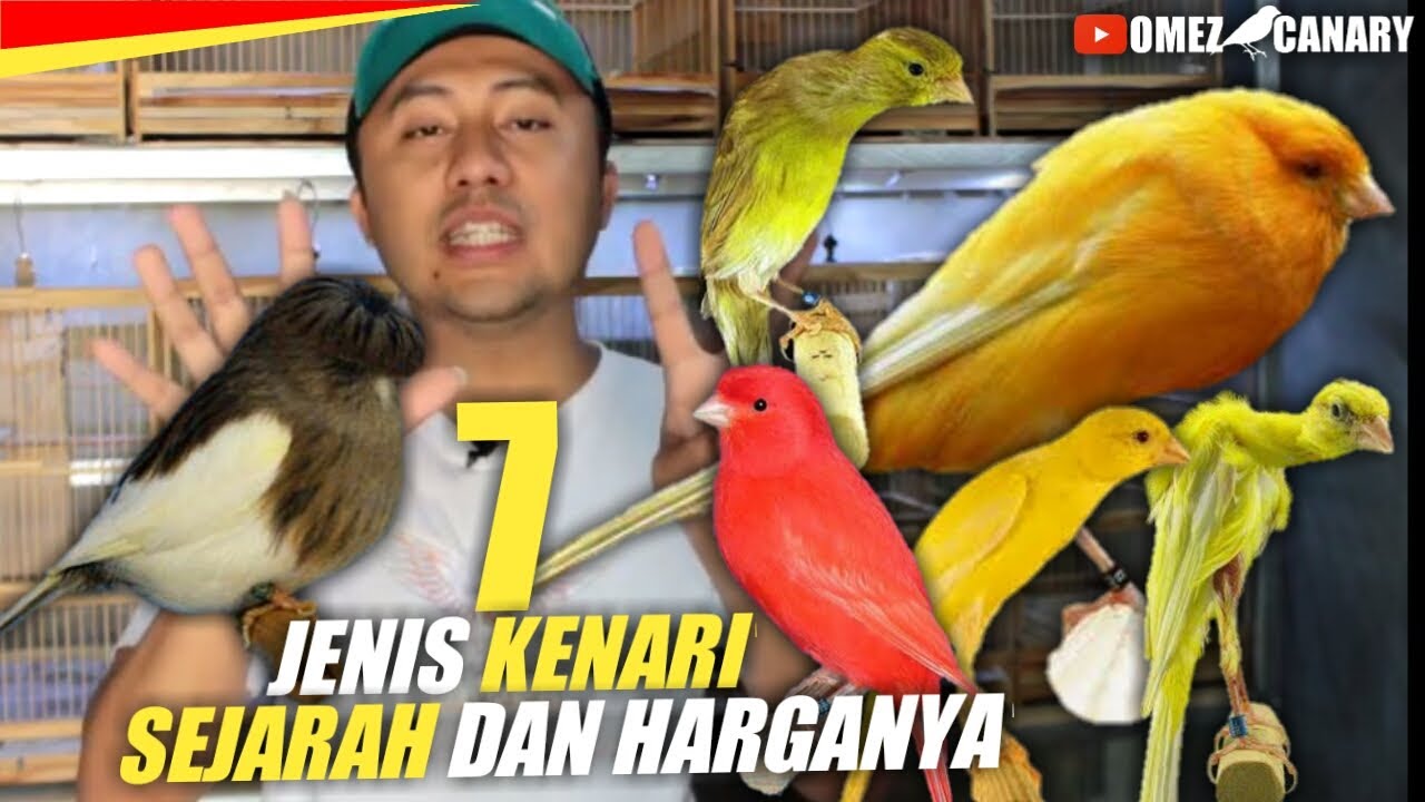 Mengenal 7 Jenis KENARI POSTUR paling keren | nomor 4 paling ekstrim